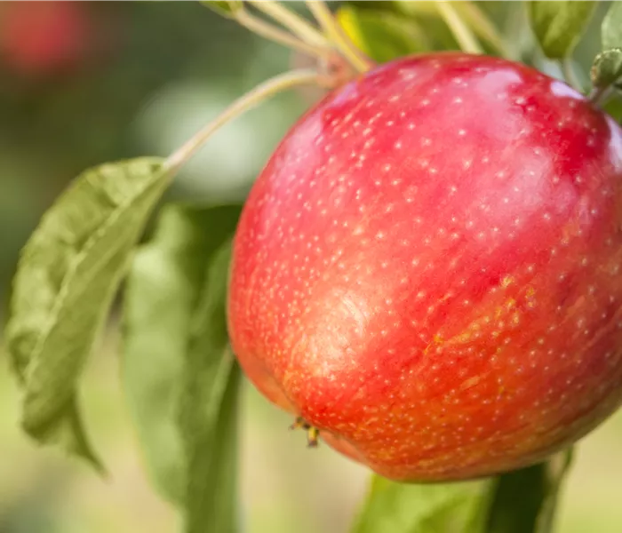 Apfelbäume im Garten – Eine reiche und leckere Ernte Apfelbäume im Garten – Eine reiche und leckere Ernte