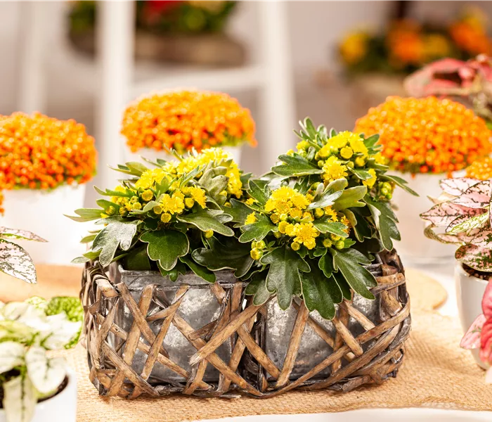 Balkonpflanzen im Herbst – Bunte Farben durch hübsche Blüten und Blätter Balkonpflanzen im Herbst – Bunte Farben durch hübsche Blüten und Blätter