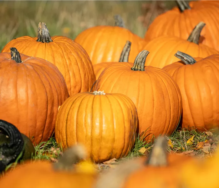 Der Herbst ist die beste Zeit für leckere und hübsche Kürbisse