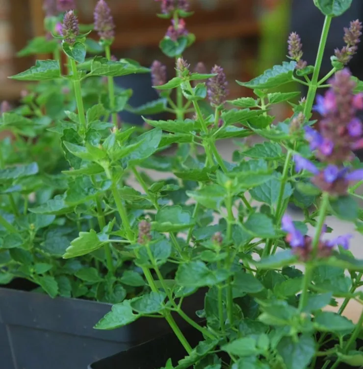 Duftnessel - Einpflanzen im Garten