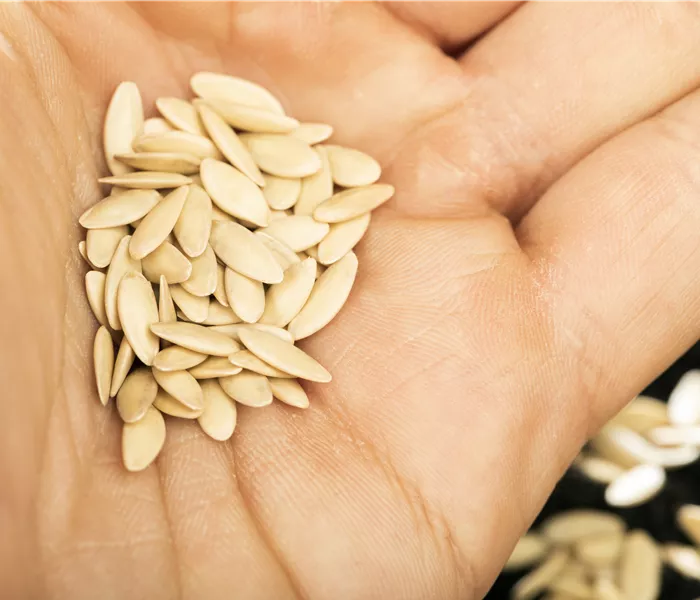 Sämereien auf ihre Haltbarkeit prüfen