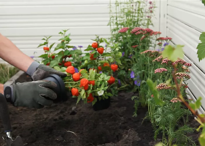 Physalis - Einpflanzen im Garten Physalis - Einpflanzen im Garten