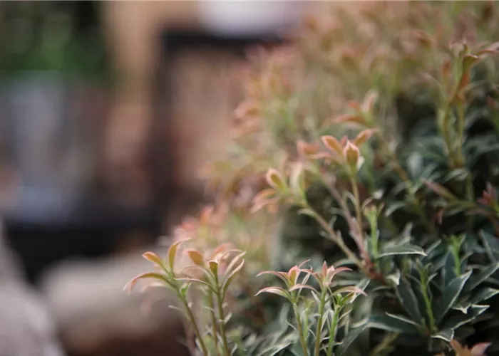 Japanisches Schattenglöckchen - Einpflanzen im Garten Japanisches Schattenglöckchen - Einpflanzen im Garten