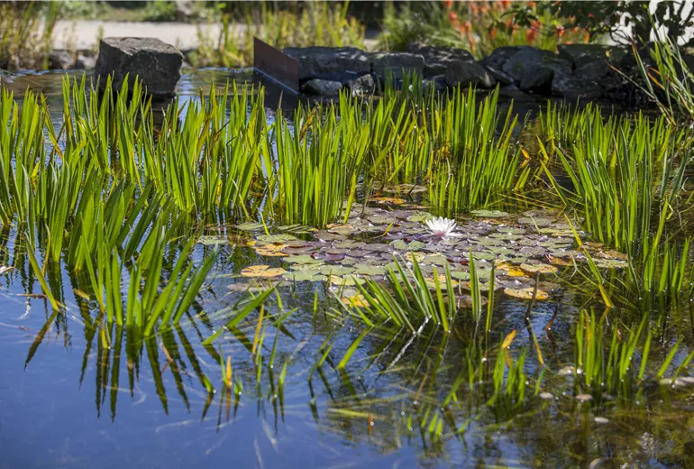Gartenteich