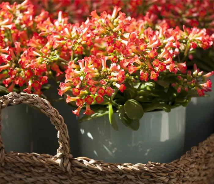 Eine Kalanchoe als blühendes Highlight im Haus