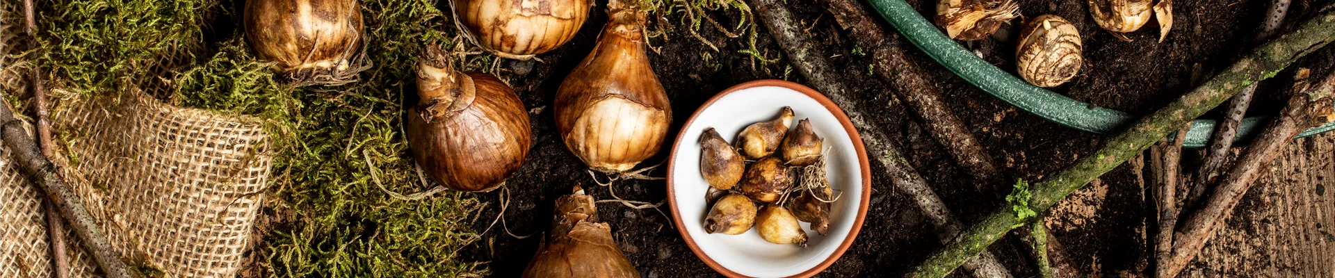 Verschiedene Blumenzwiebeln