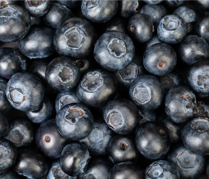 Blaubeere oder Schwarzbeere – die Heidelbeere hat viele Namen und viel Geschmack