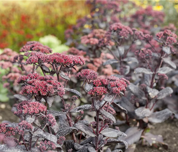 Gartenpflanzen für Anfänger – Unsere Top 10