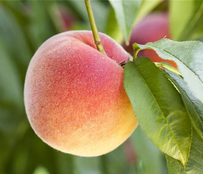 Leckere Snacks im Sommer – Pfirsich aus dem eigenen Garten