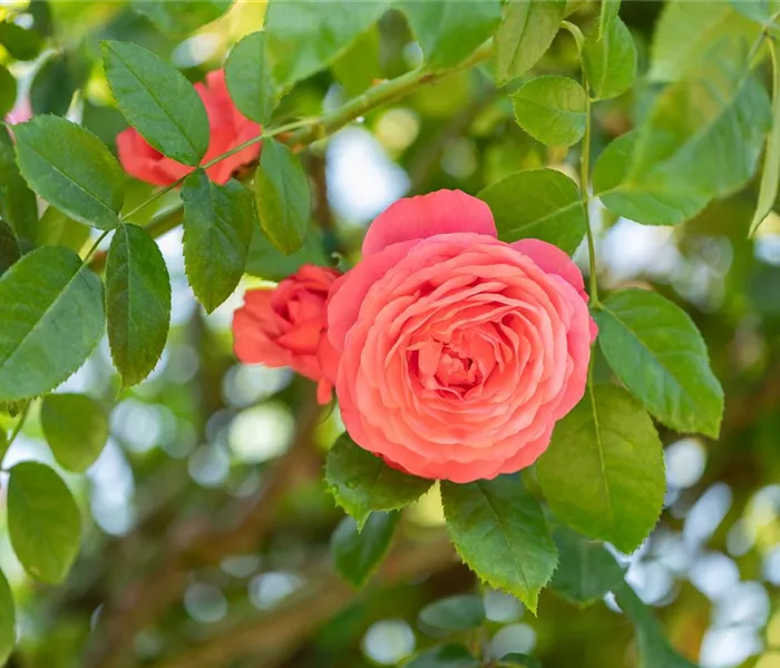 Krankheiten und Schädlinge bei Rosen erkennen und bekämpfen