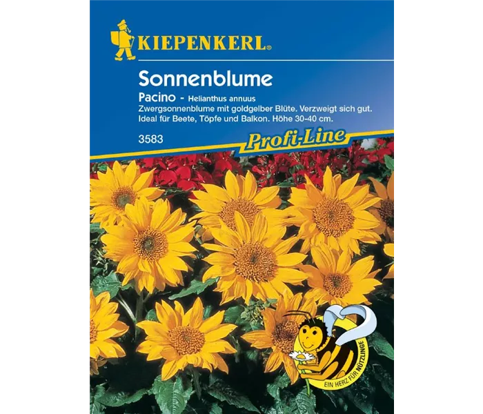 Helianthus Pacino Helianthus Pacino