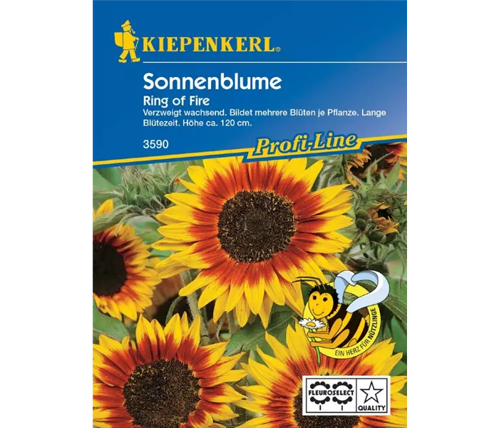 Helianthus Ring Of Fire Helianthus Ring Of Fire