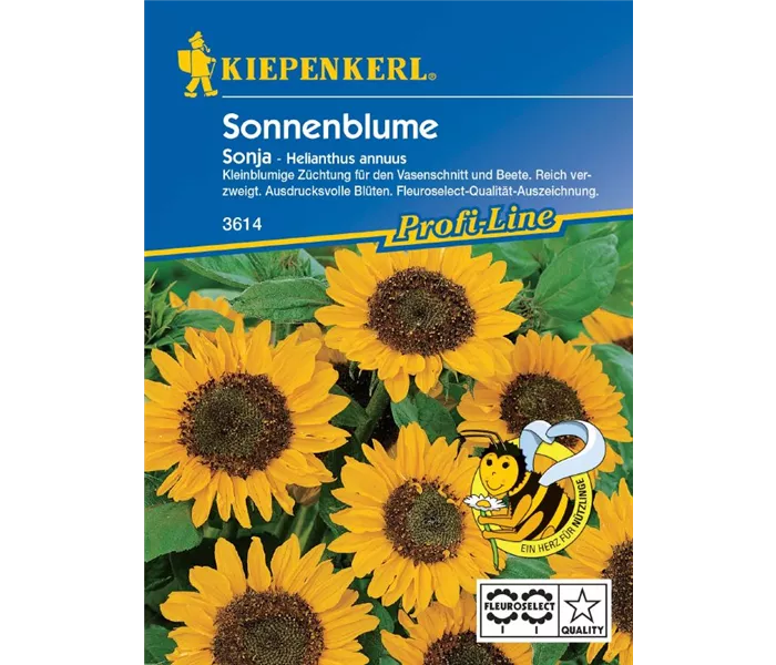Helianthus Sonja Helianthus Sonja
