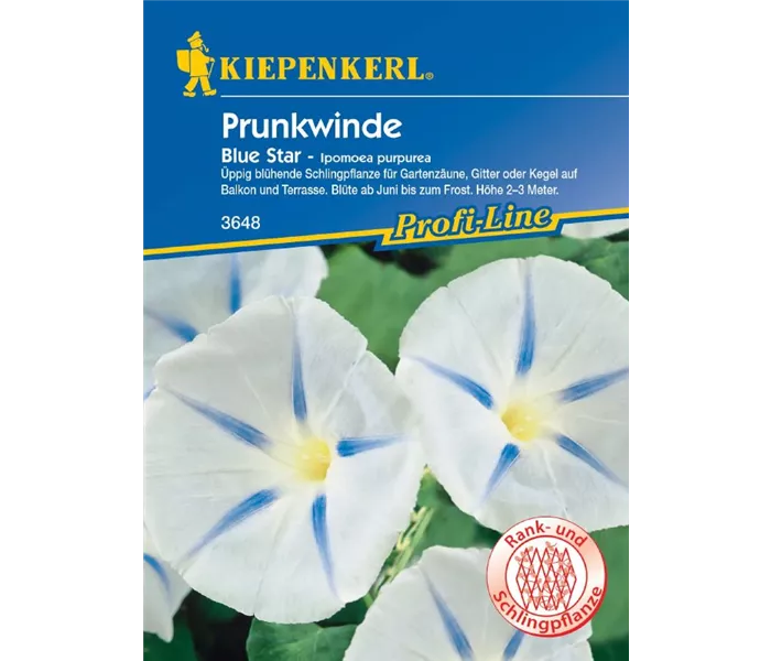 Ipomea Blue Star Ipomea Blue Star