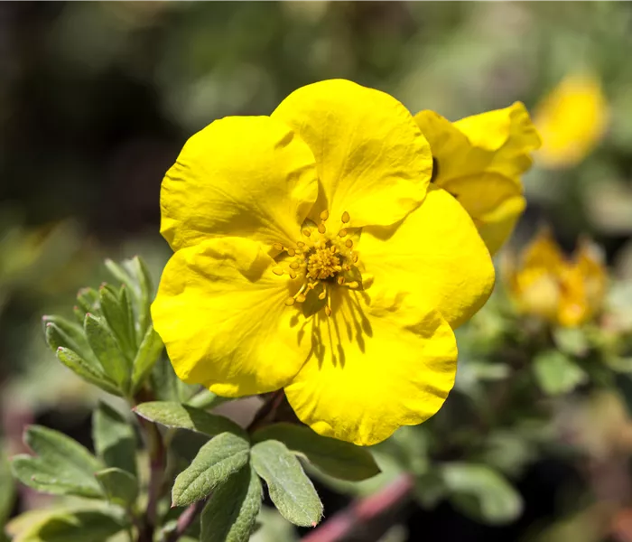 Potentilla fruticosa 'Goldteppich'