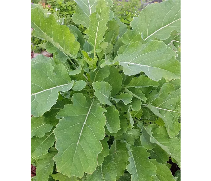 Brassica oleracea var. ramosa
