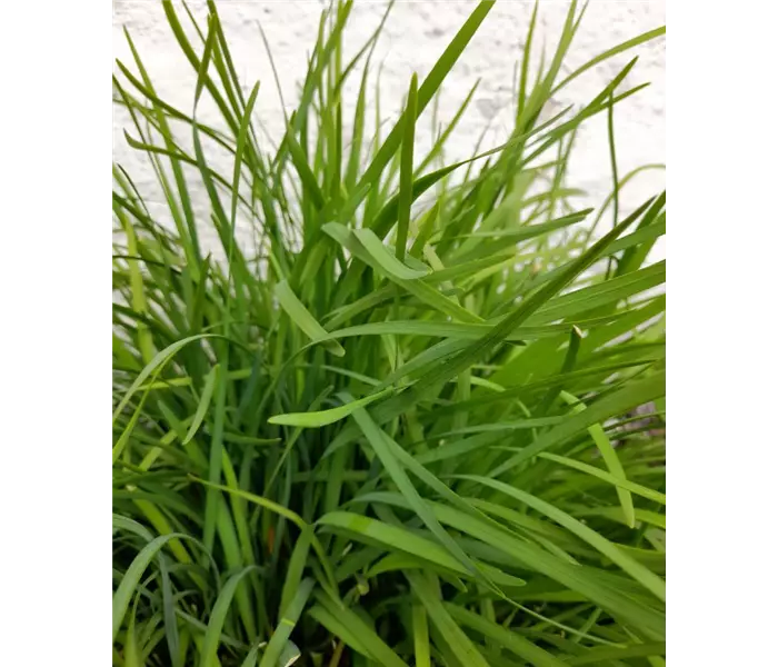 Allium tuberosum