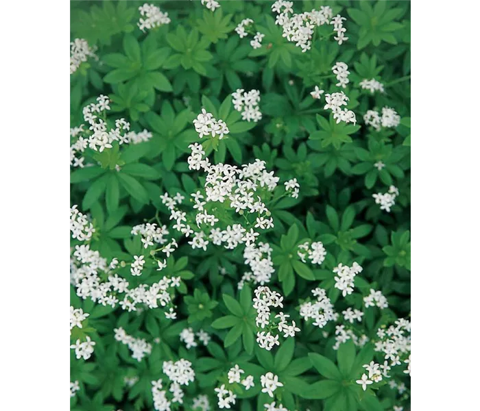 Galium odoratum