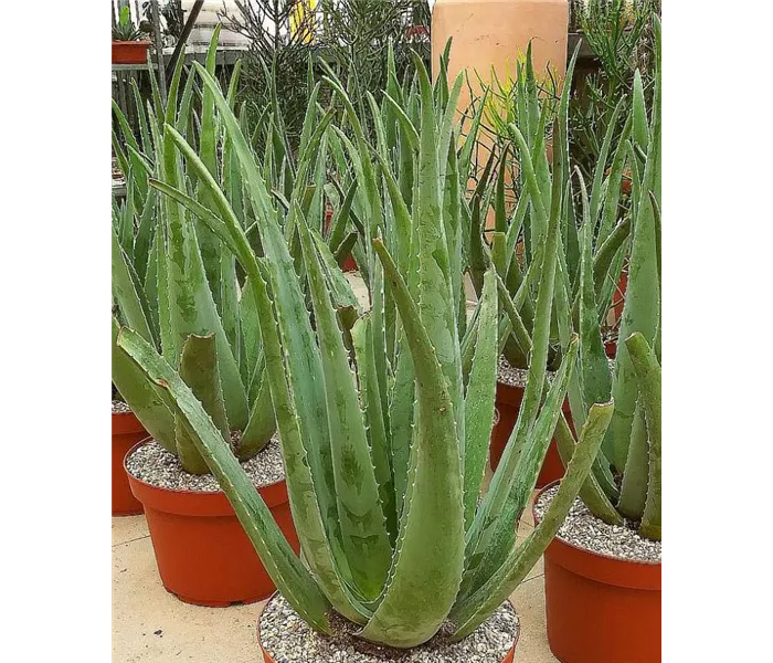 Aloe vera