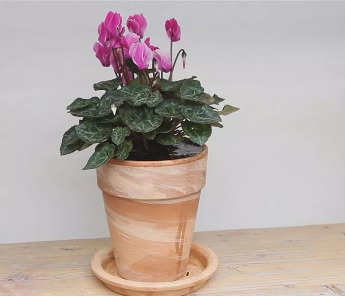 Alpenveilchen - Einpflanzen in ein Gefäß