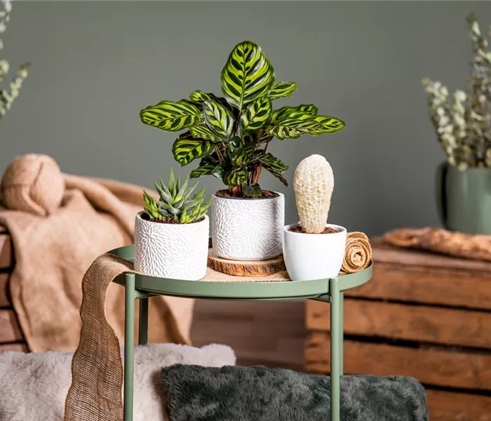 Kakteen und Sukkulenten – Die beliebtesten Kandidaten