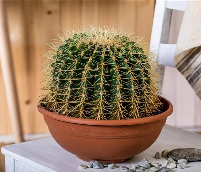 Kakteen und Sukkulenten kaufen für ein tolles Klima