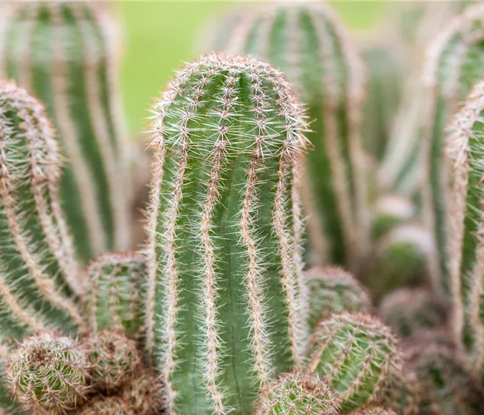 Kakteen und Sukkulenten pflegen für glückliche Pflanzenfreunde