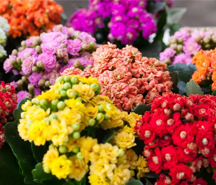 Kalanchoe pflanzen und Blüten im Winter genießen