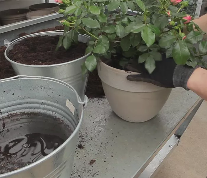 Rosen - Einpflanzen in ein Gefäß