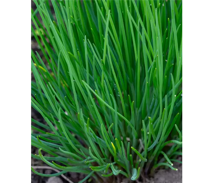 Allium schoenoprasum