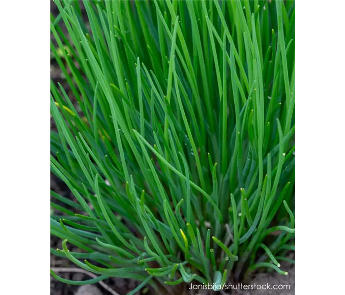 Allium schoenoprasum