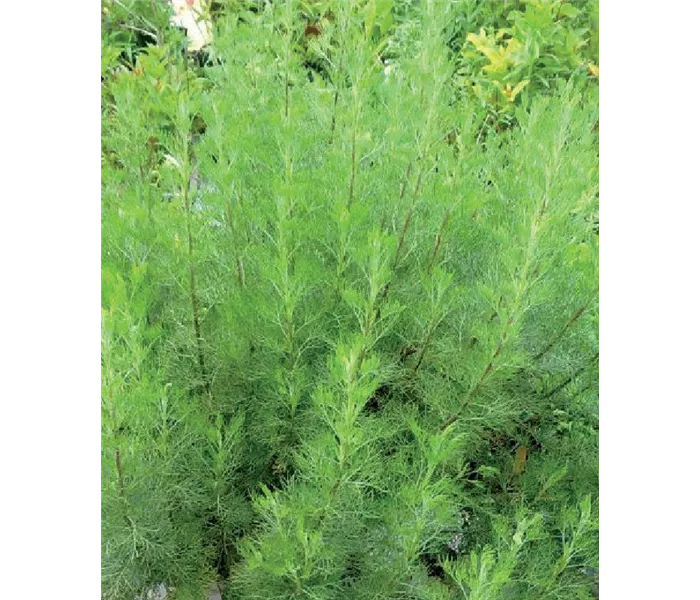 Artemisia camphorata