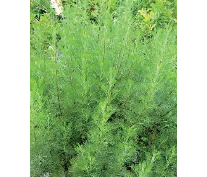 Artemisia camphorata