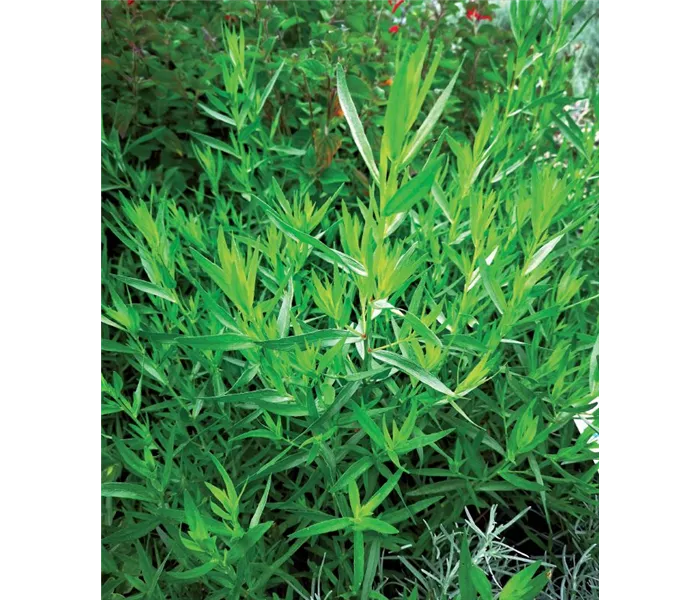 Artemisia dracunculus