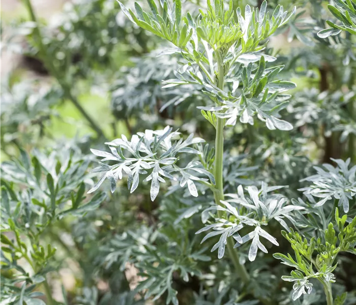 Artemisia vulgaris