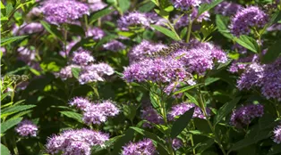 Spiraea japonica 'Little Princess'