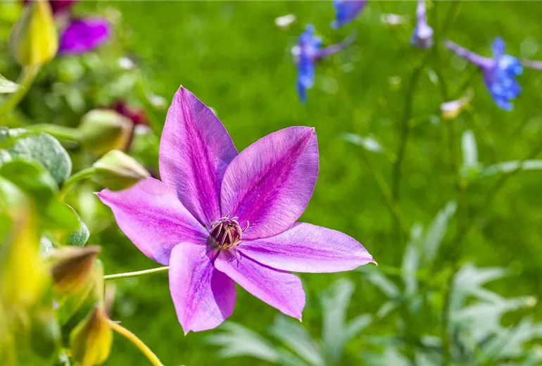 Clematis, rot
