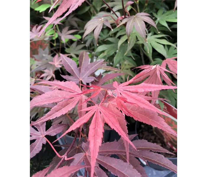 Acer palmatum 'Atropurpureum'