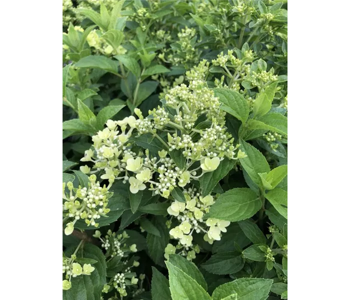 Hydrangea paniculata