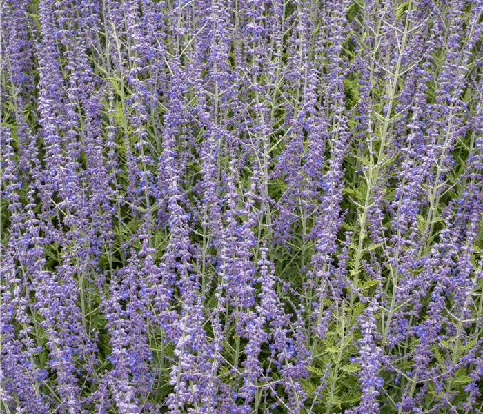 Perovskia atriplicifolia