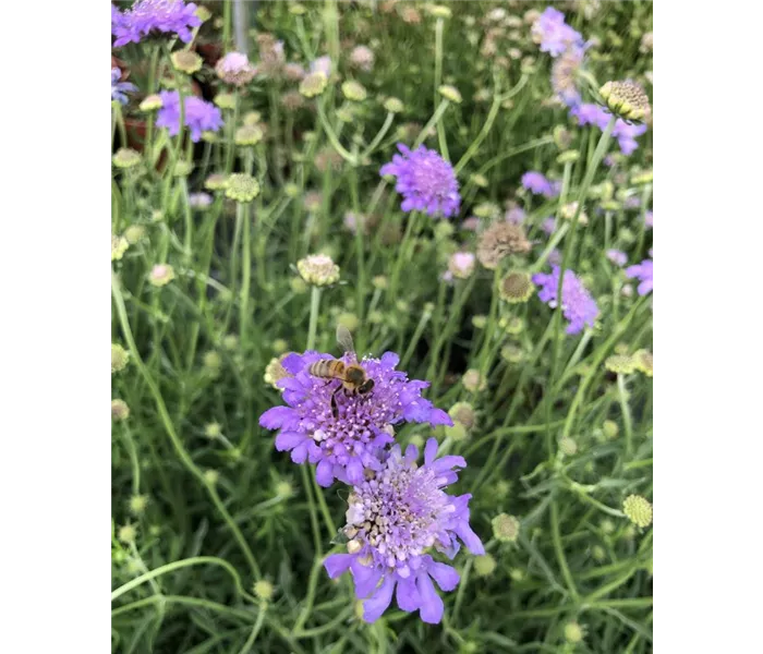 Scabiosa columbaria