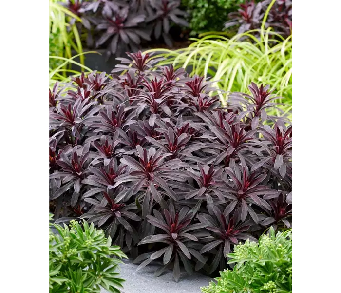 Euphorbia hybrida