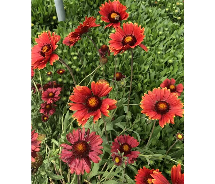 Gaillardia x grandiflora