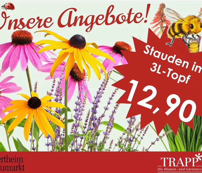Große Auswahl an sommerblühenden Stauden! Große Auswahl an sommerblühenden Stauden!