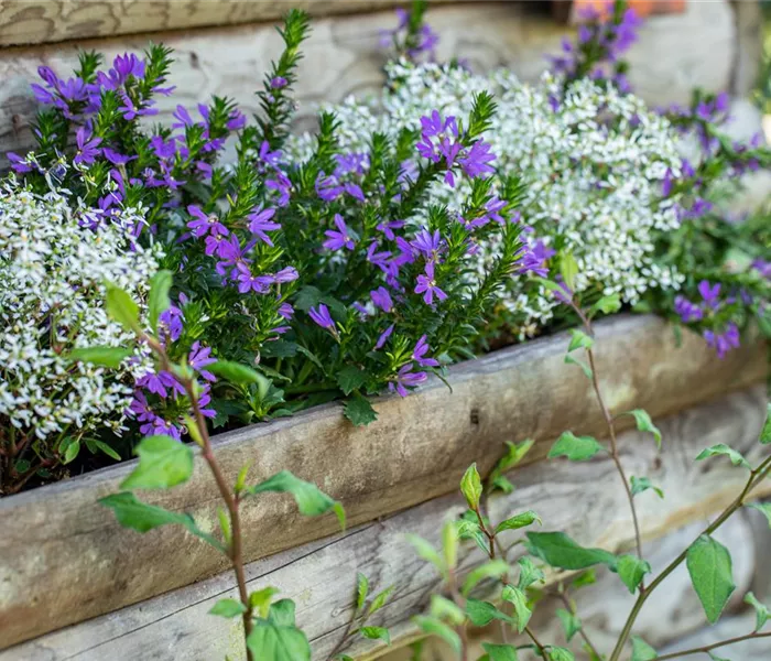 Krankheiten bei Beet- und Balkonpflanzen erkennen und vorbeugen