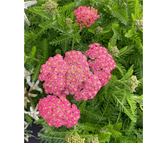 Achillea millefolium