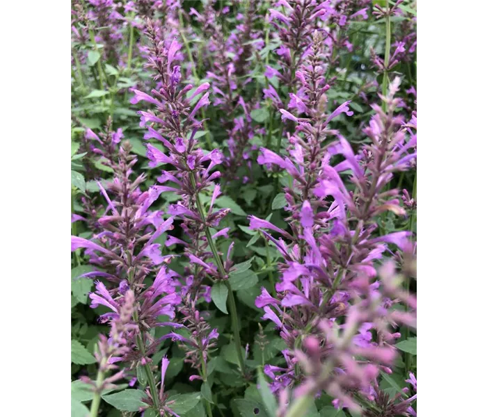 Agastache hybrida