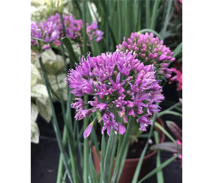 Allium, Zierlauch