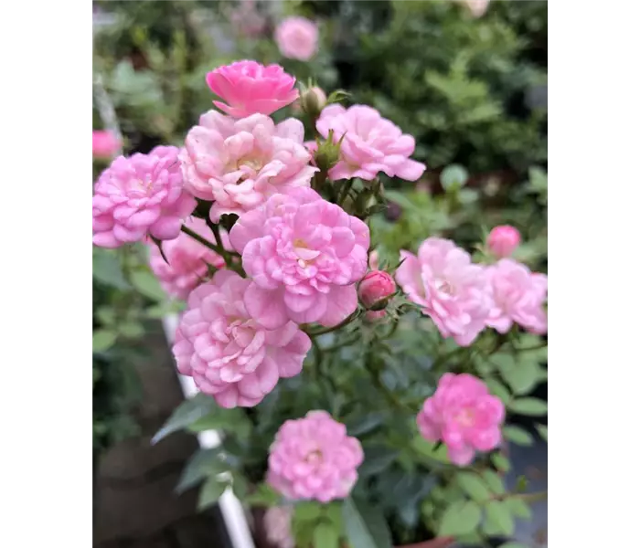 Rose - Beet- Topf- und Terrassenrose
