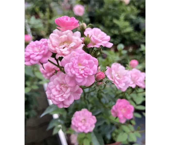 Rose - Beet- Topf- und Terrassenrose